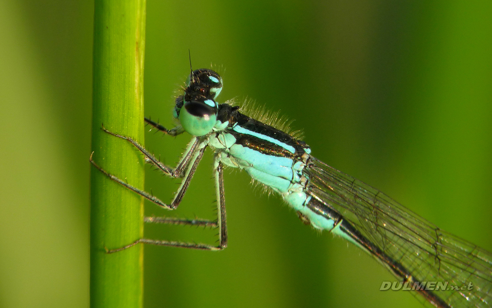 Common Bluetail (Male, Ischnura elegans)